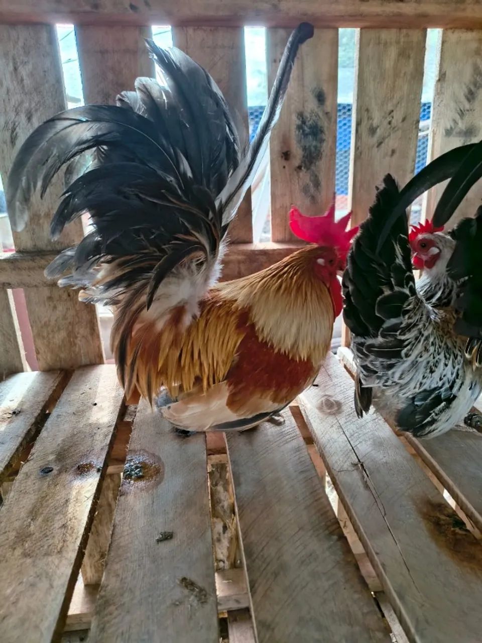 DOIS galos e 4 galinhas garnisé nagasaki + 8 franguinhas E 4 franguinhos  - Foto 6