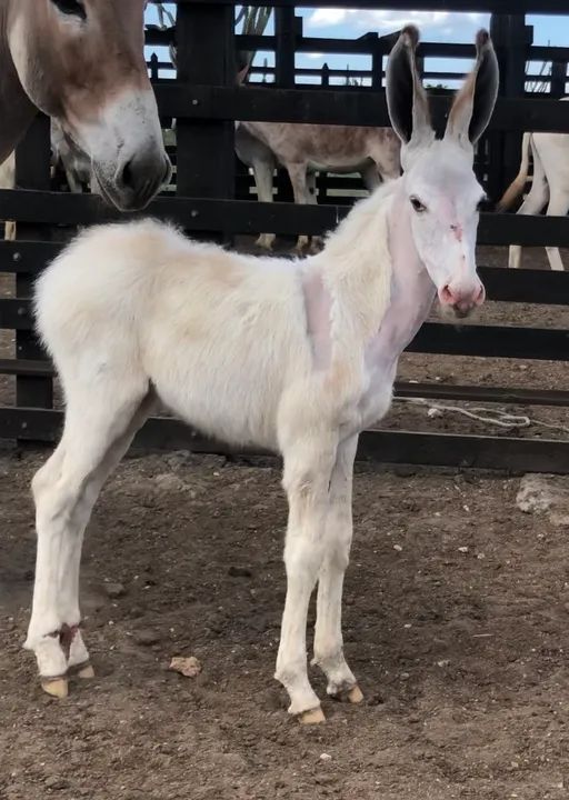 Lote 3 em 1 - Foto 2