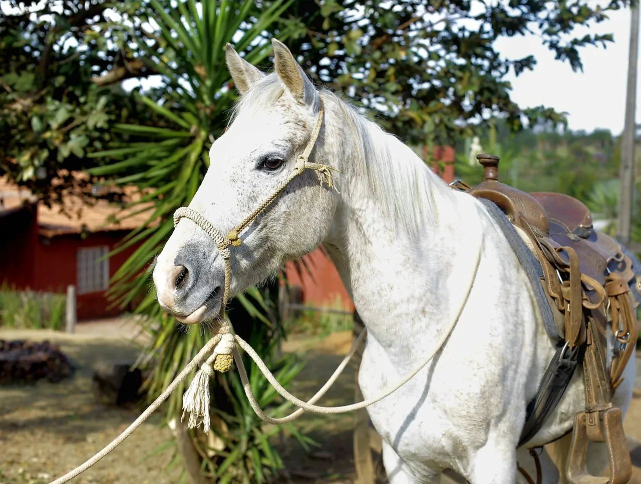 Cavalo Quarto de Milha  - Foto 5