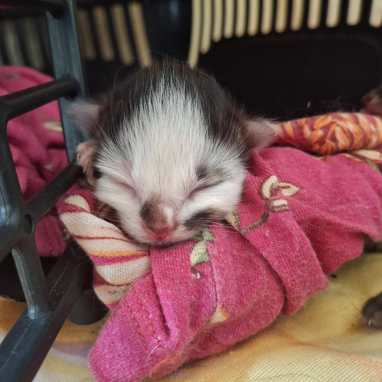 4 gatinhas fofinhas para adoção - Foto 5