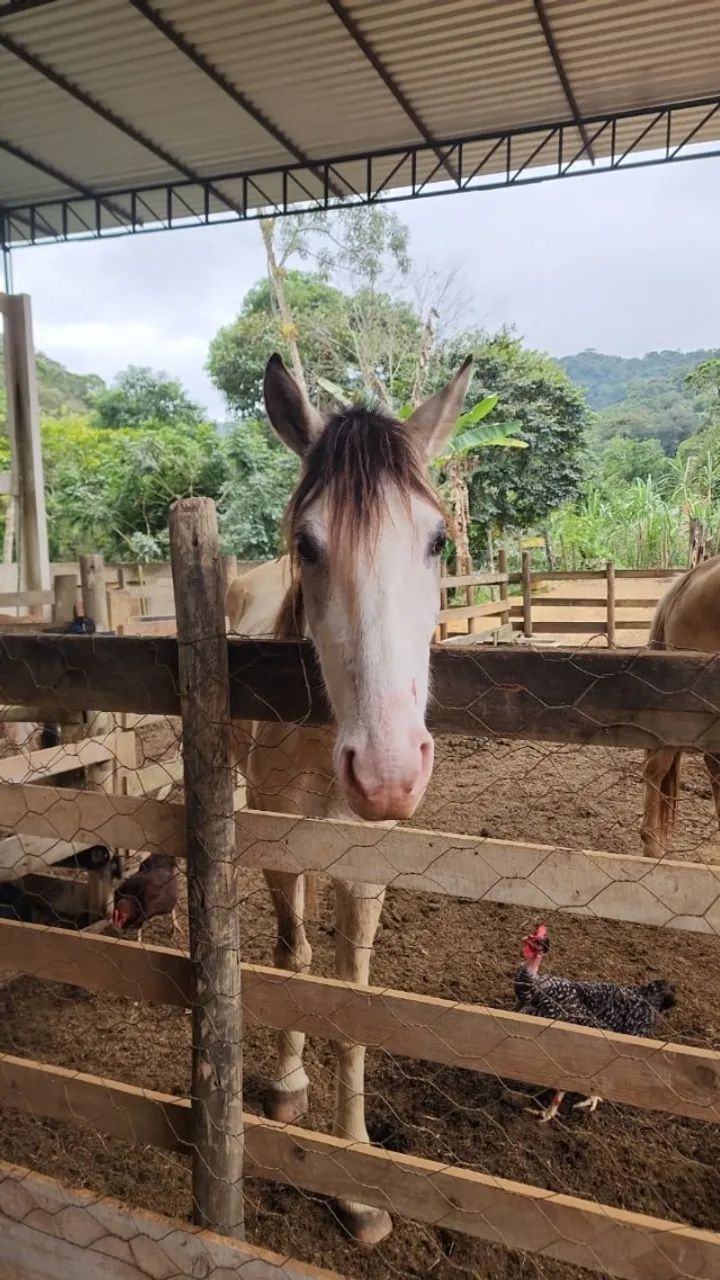 Égua (potranca) - Foto 5