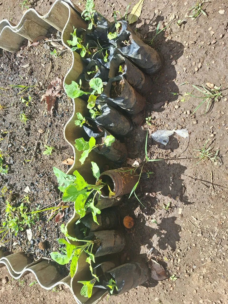 Mudas de couve - Foto 3