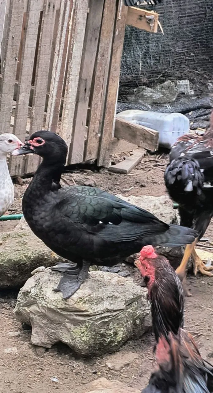 PATOS e MARRECOS 