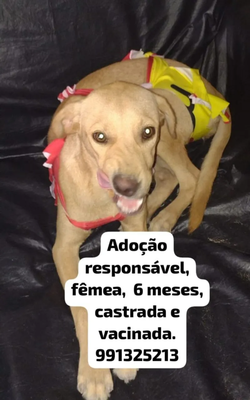 Cachorra para adoção responsável