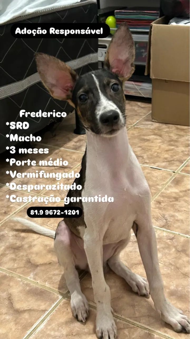Frederico - SRD Adorável Procurando Lar
