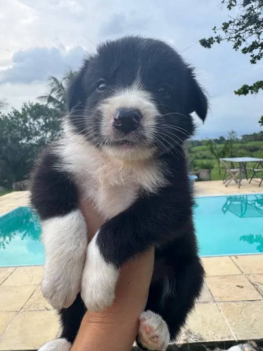 Filhote Fêmea Border Collie preto e branco a pronta entrega!!! 