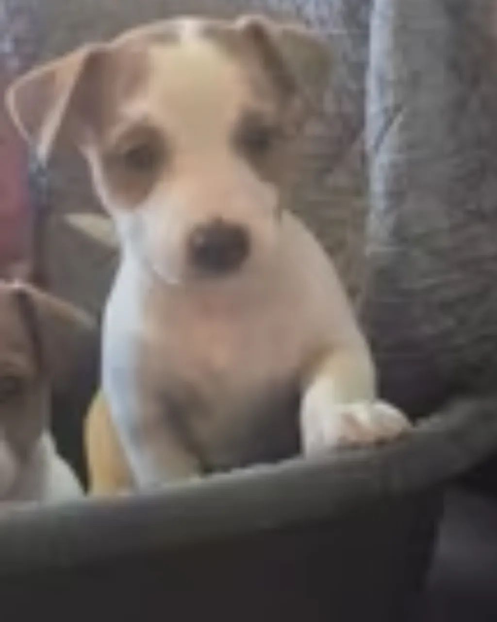 Cãopanheiro Ideal: Jack Russell Disponível!