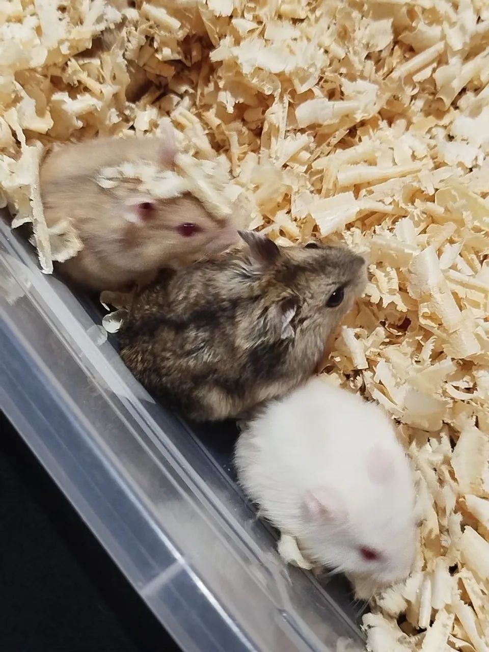 Hamster anão russo  - Foto 4