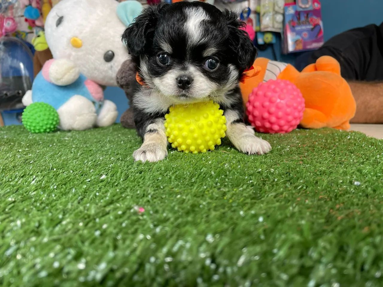 Lindo chihuahua tricolor de pelo longo 