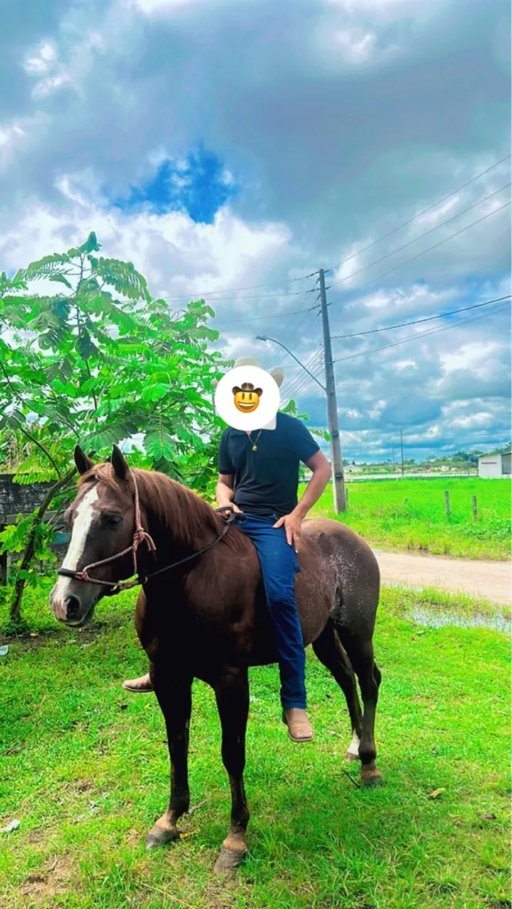 Cavalo para passeio