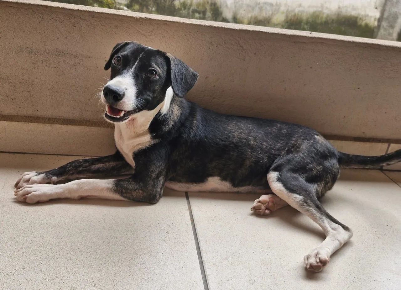 Cachorrinha para adoção (fêmea) - Foto 2