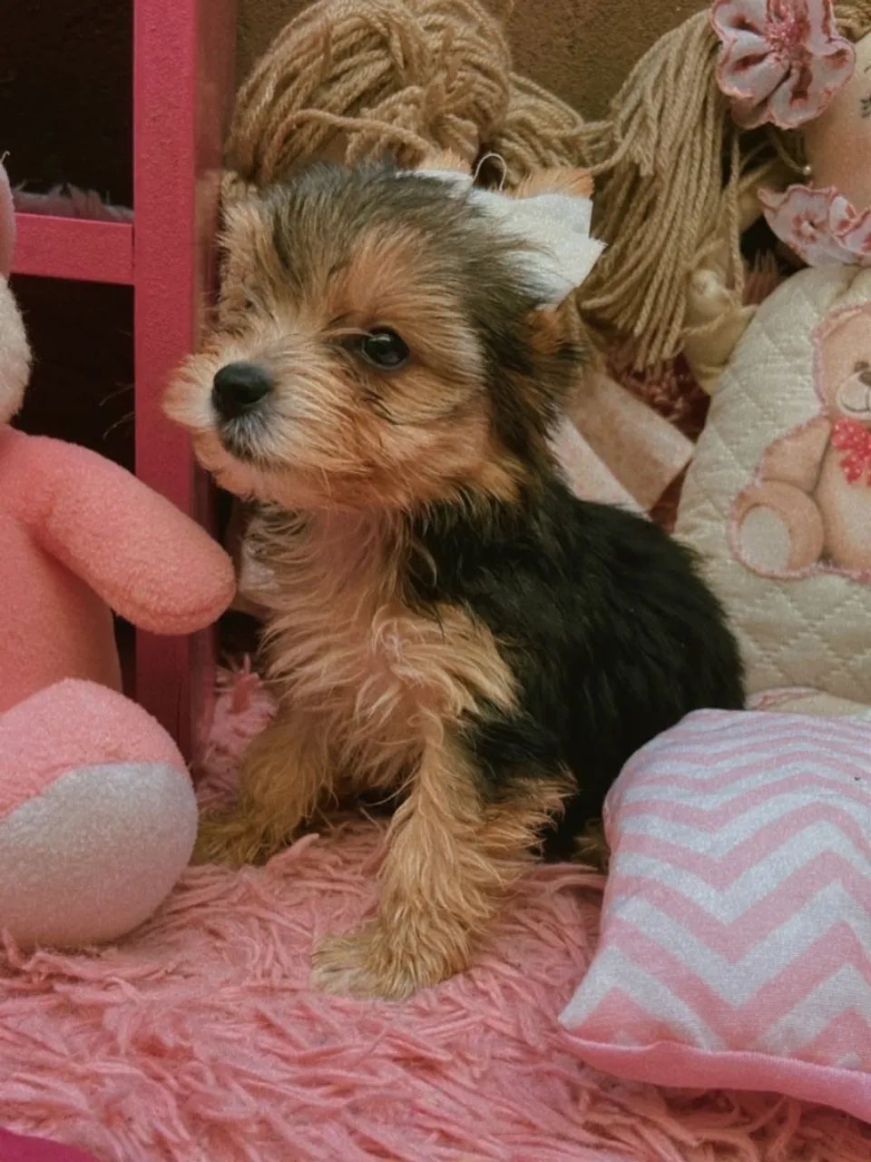Filhote de Yorkshire Terrier para venda - Foto 2