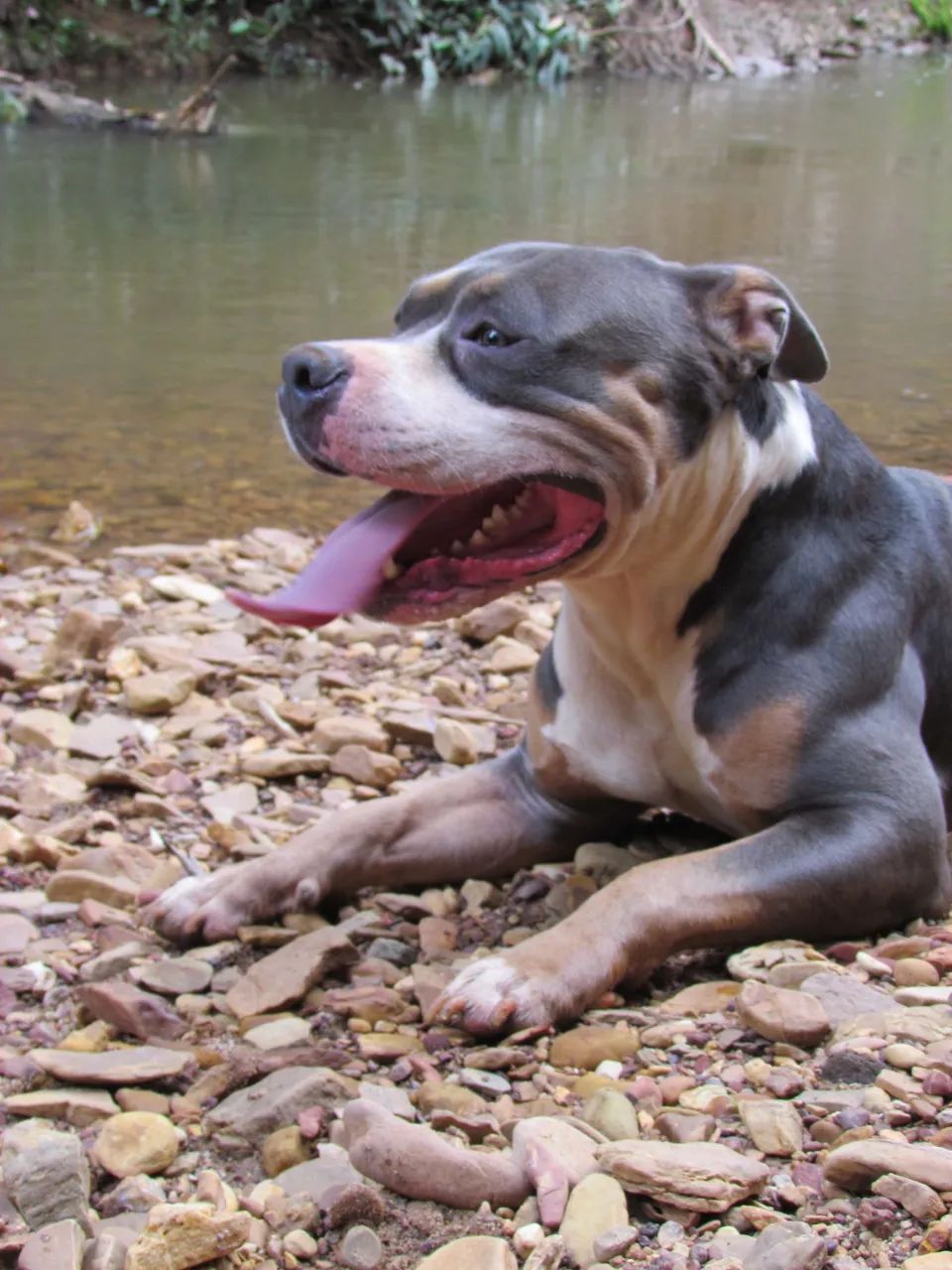 Pitbulls para adoção - Foto 2