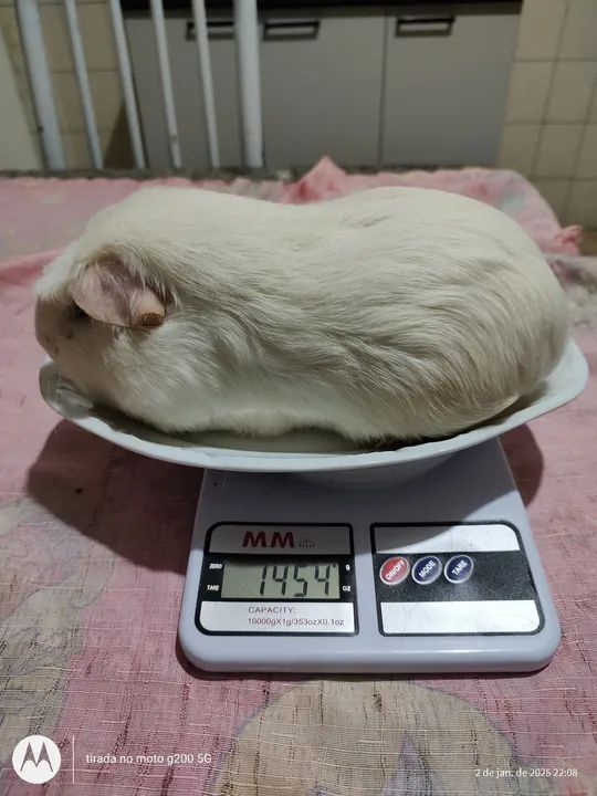 Cuy Gigante  - Foto 2