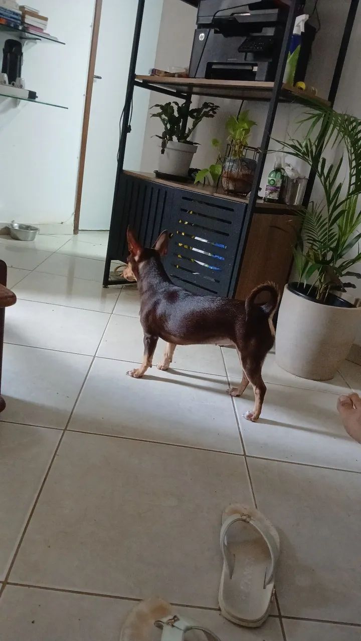 Doação para quem ama aninal. Pisncher n?n4 grandinha 6 meses - Foto 3