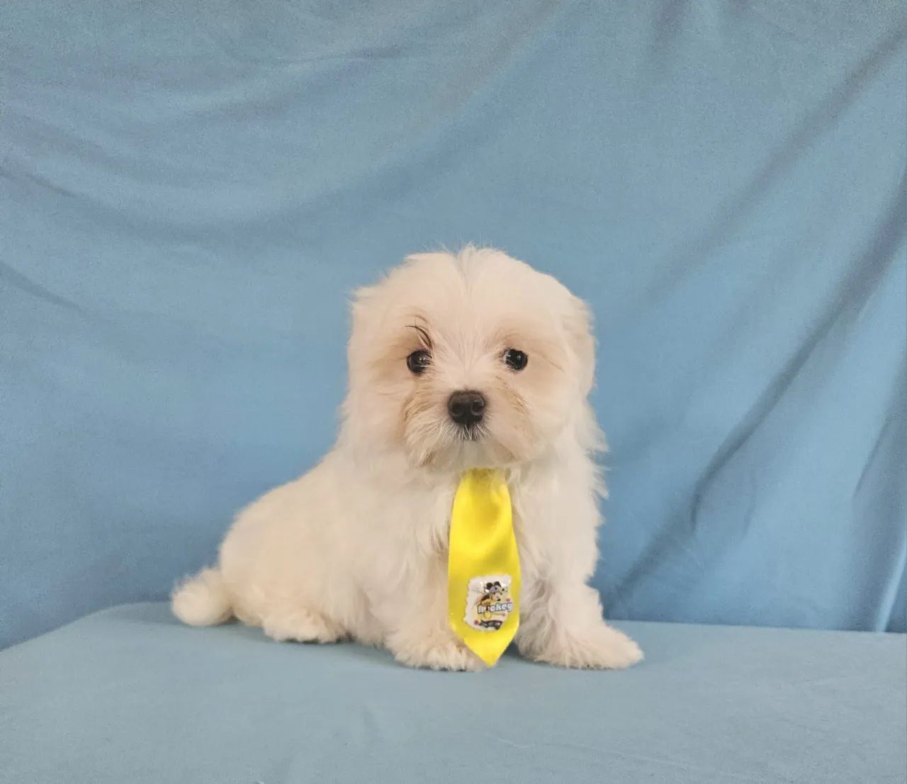 MALTÊS  - FILHOTES LINDOS - Foto 3