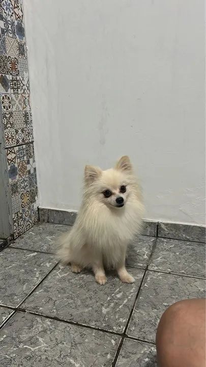 Cachorro Spitz Alemão Macho