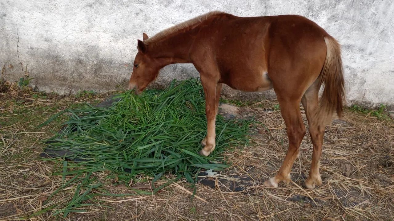 Cavalo castanho para venda - Foto 3