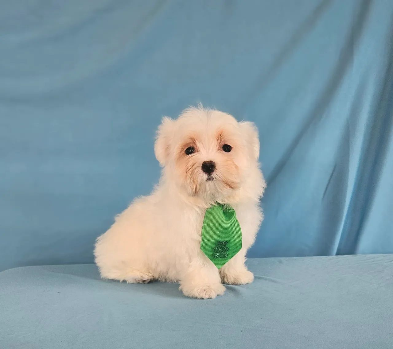 MALTÊS  - FILHOTES LINDOS - Foto 2