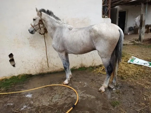 vendo cavalo manga larga marchador