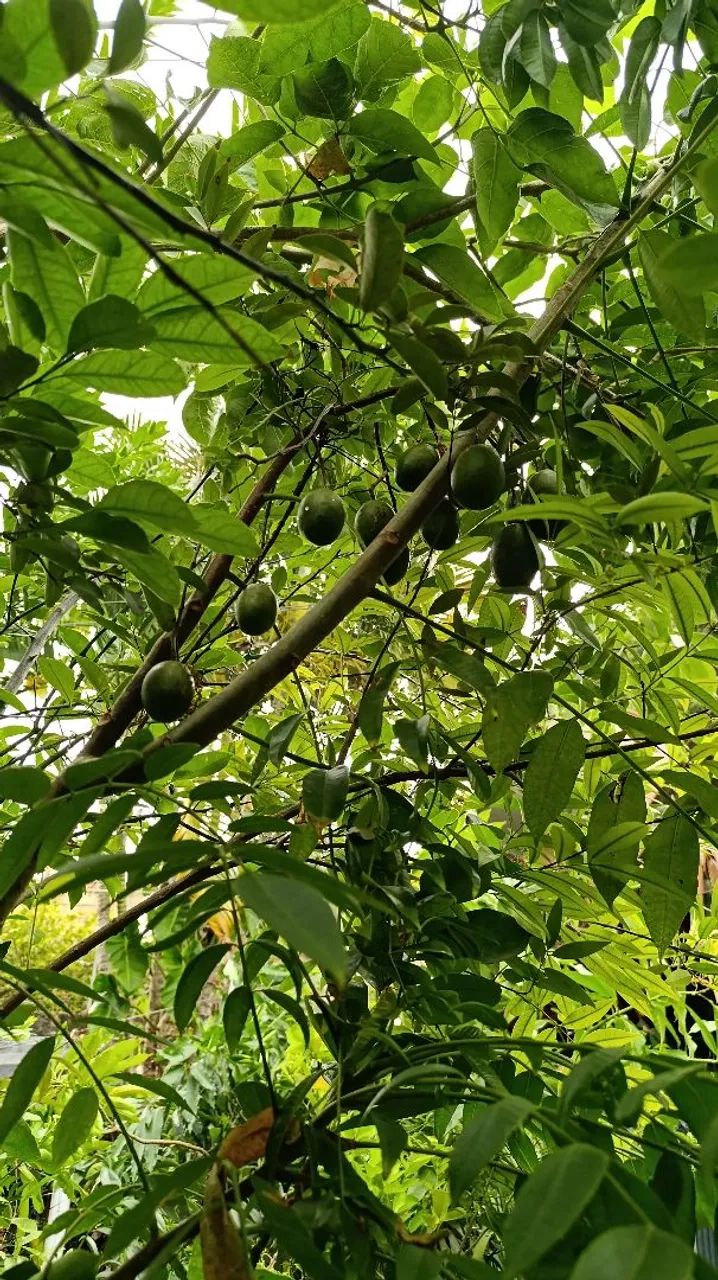 Frutíferas produzindo - Foto 4