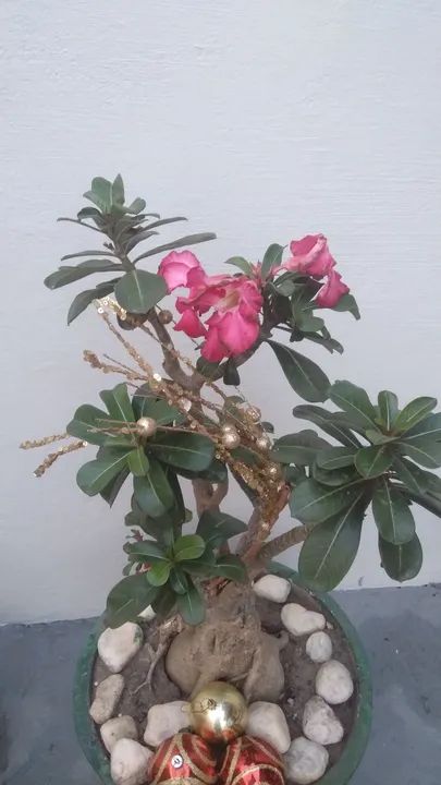 Rosas do Deserto  - Foto 6