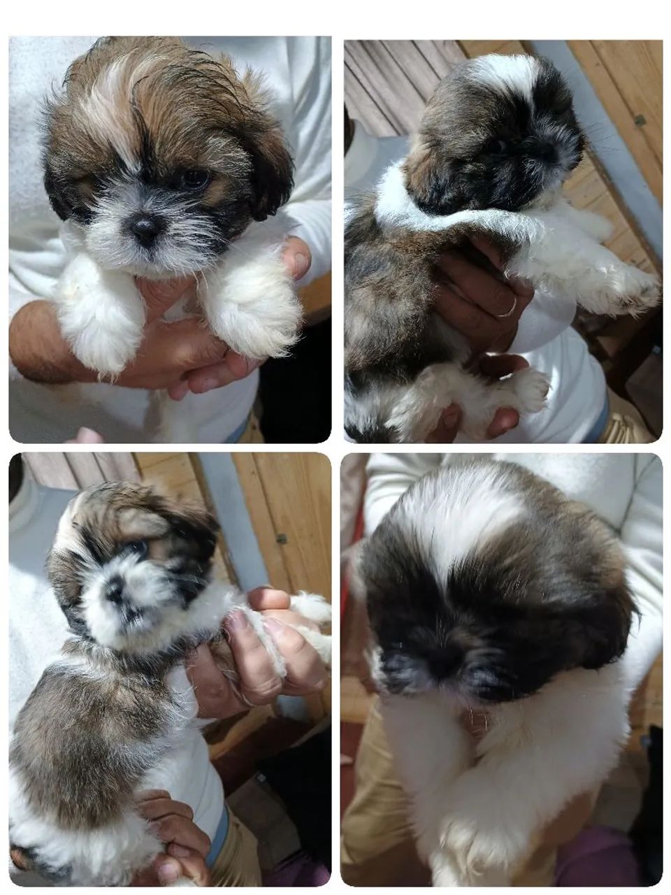 Filhote Shih Tzu - Pelúcia de 4 Patas!