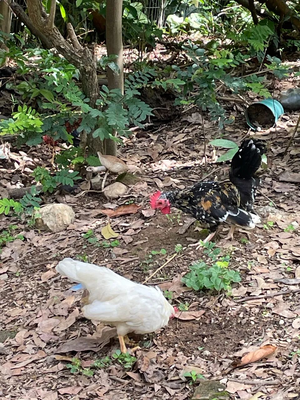 Lindos galinhas garnisés  - Foto 3