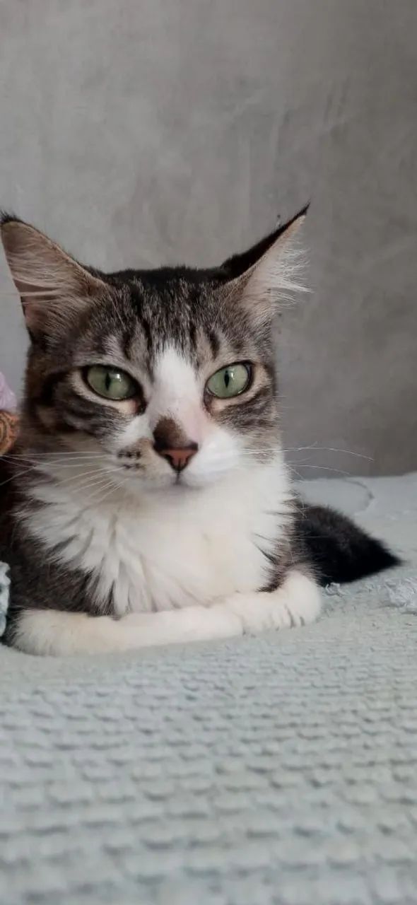 Gatinha fêmea  - Foto 2