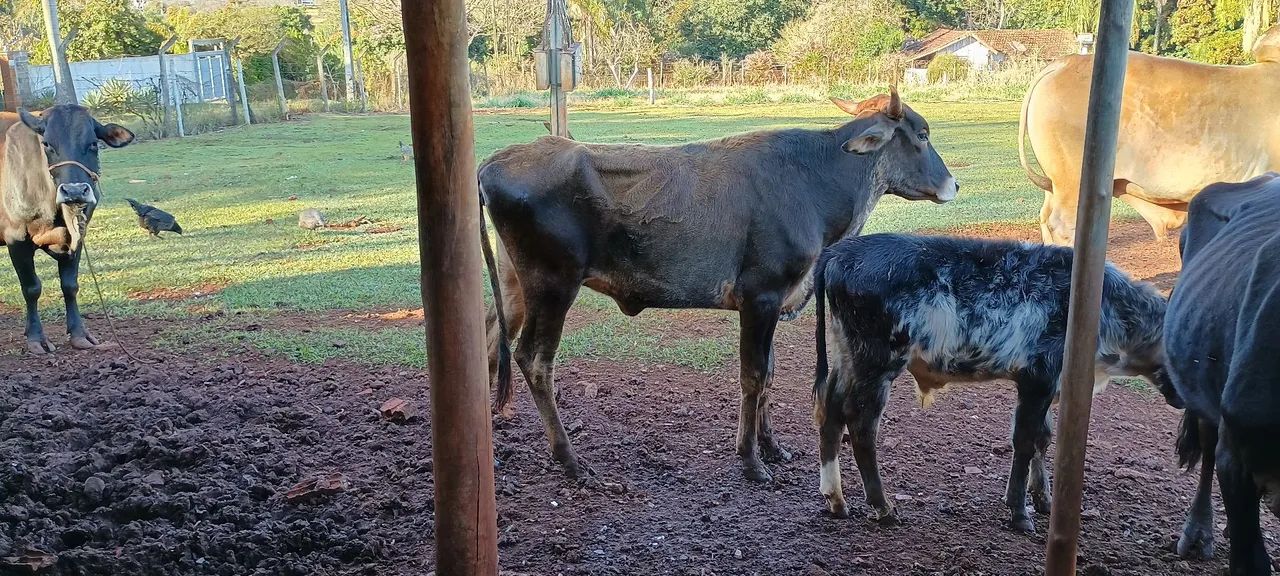 Vendo Novilha e bezerro 3100 reais os dois  - Foto 2