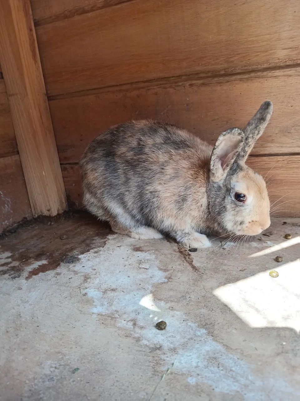 Coelho 64650777924099122