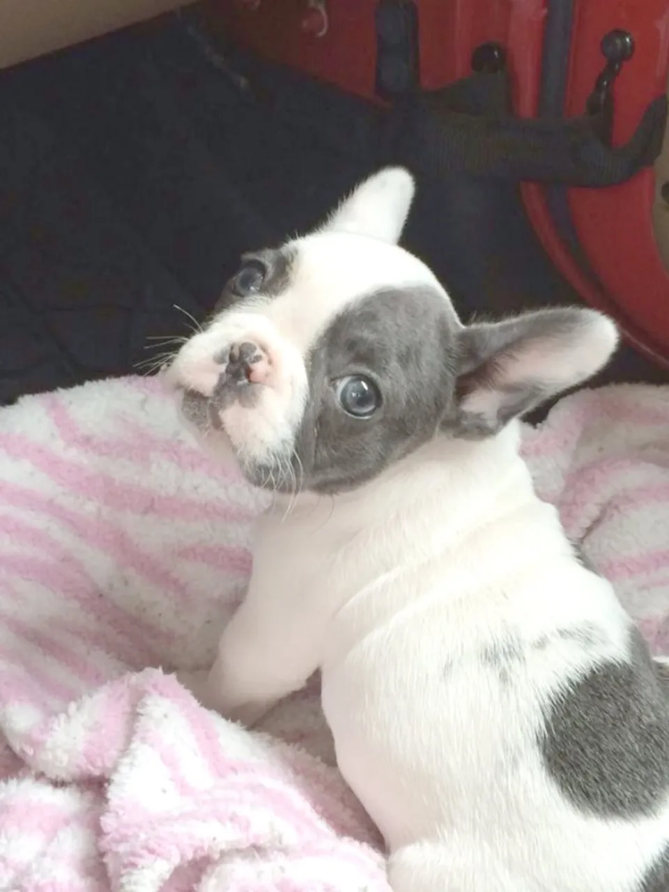Bulldog Francês Perfeitos para companhia, dóceis e equilibrados