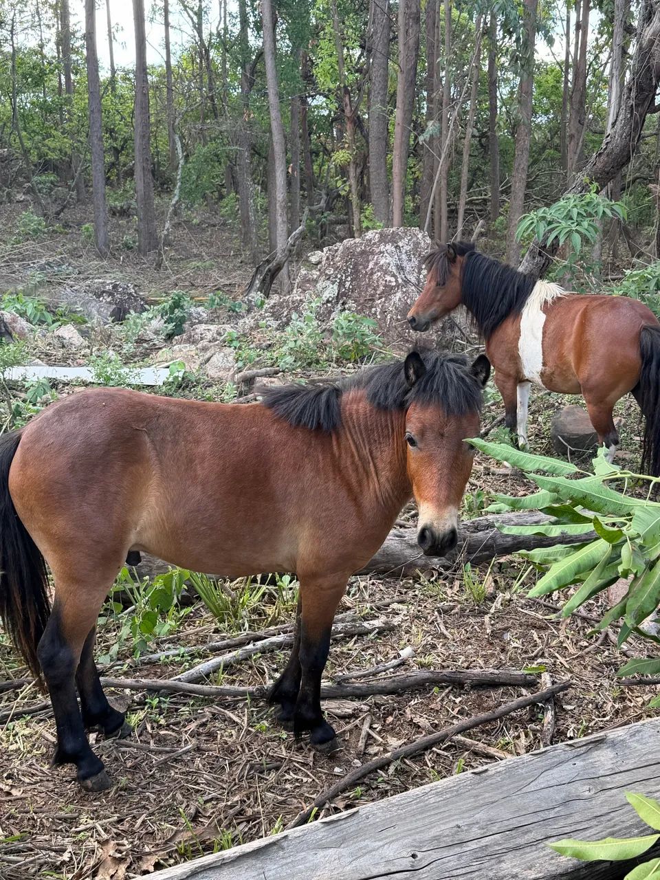 Vendo pônei mini ponei 90cm de altura  - Foto 3