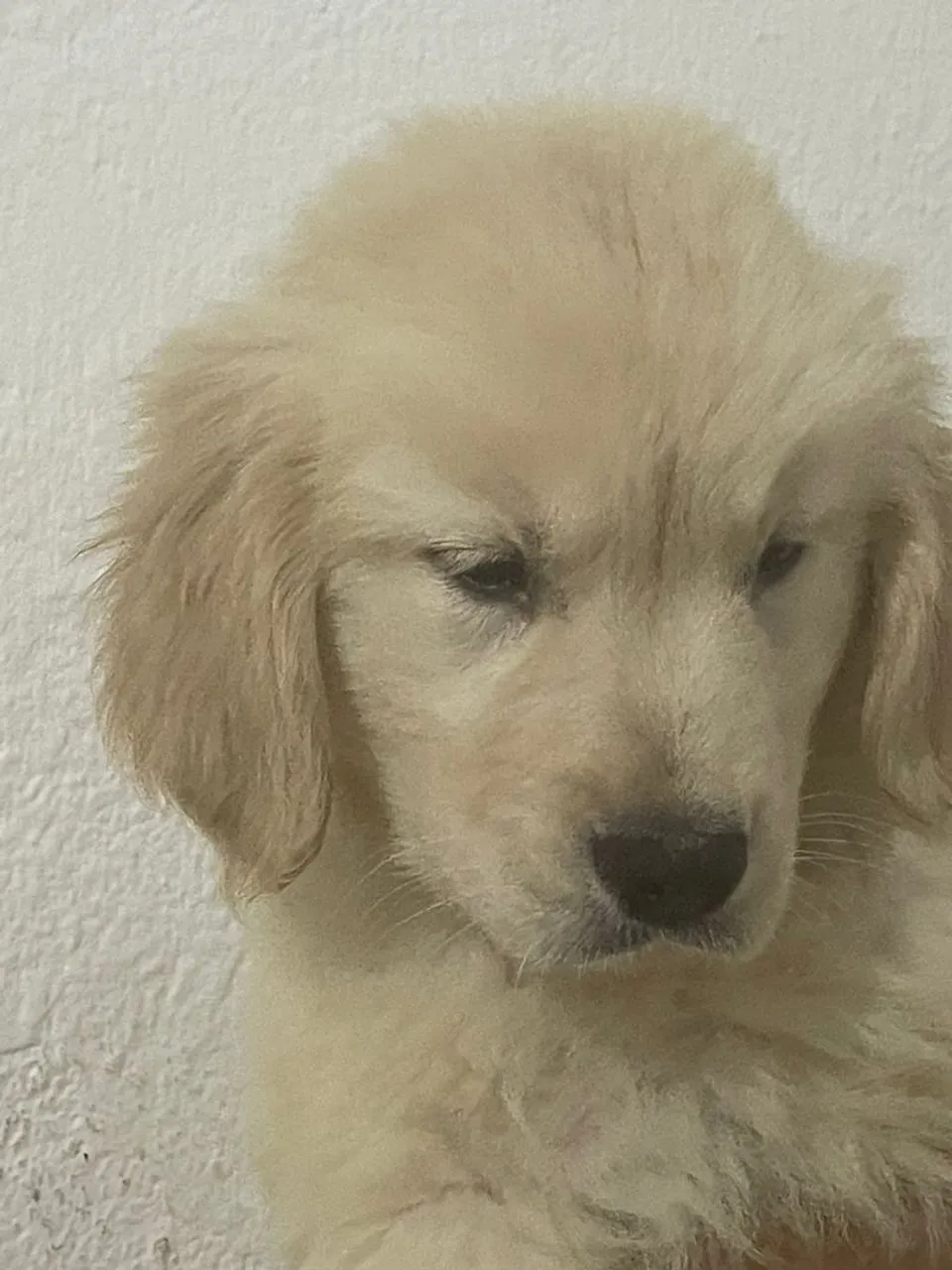 Filhote de Golden Retriever último (machinho)