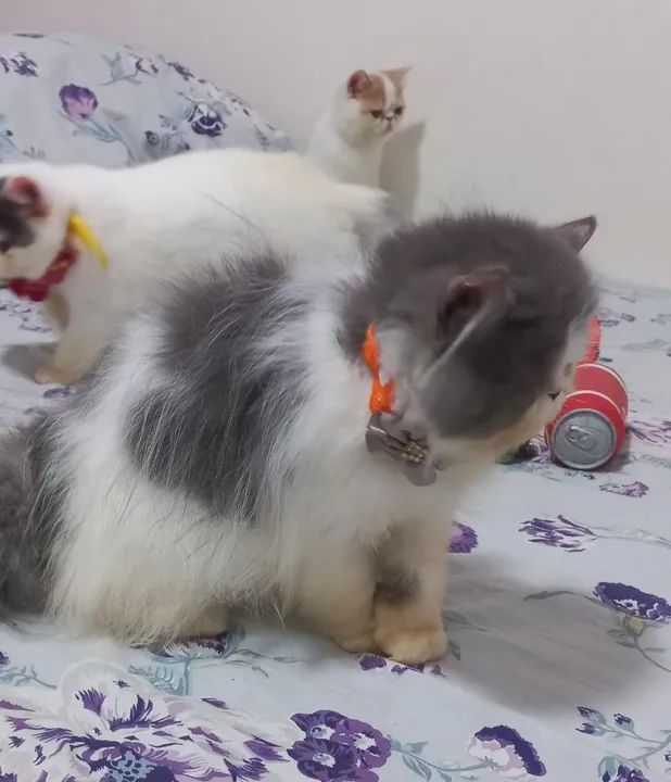 Top show persa - Foto 3