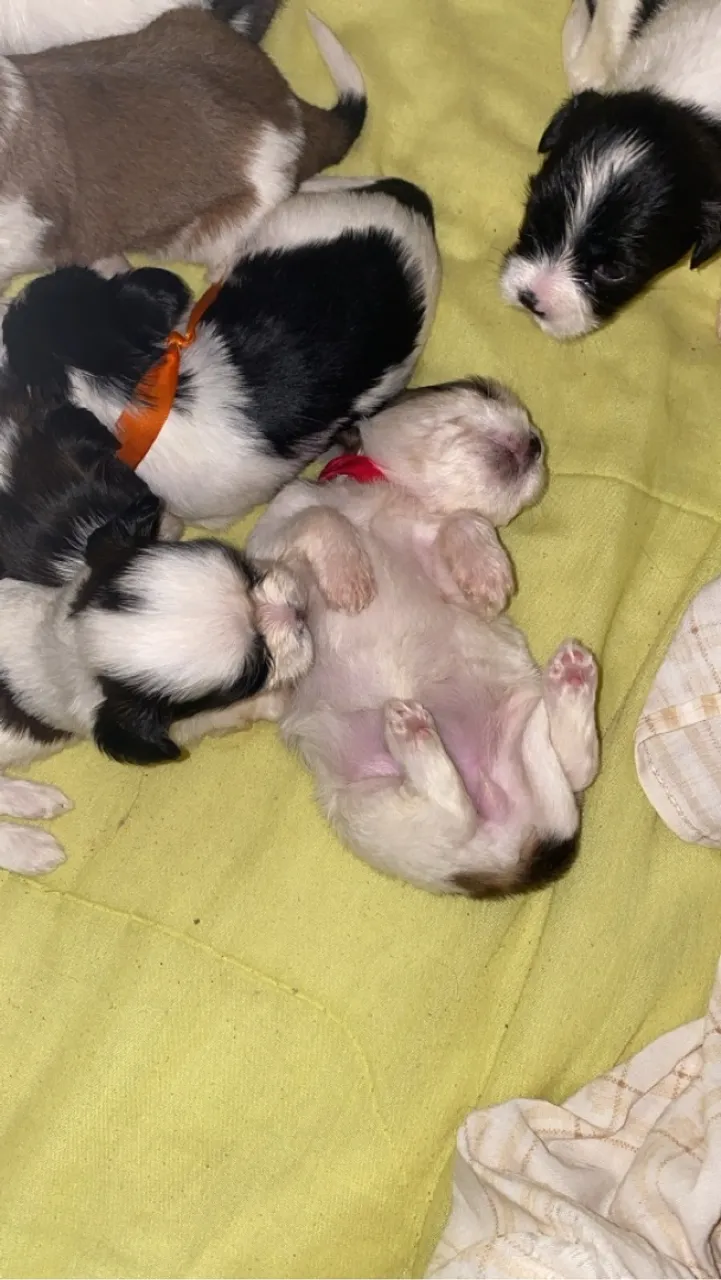 Vendo filhote da raça lhasa apso macho e tem uma fêmea venda somente no zap