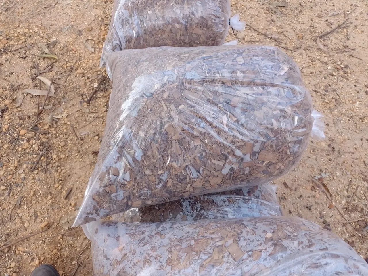 Casca de Eucalipto para cobertura do solo - Foto 2