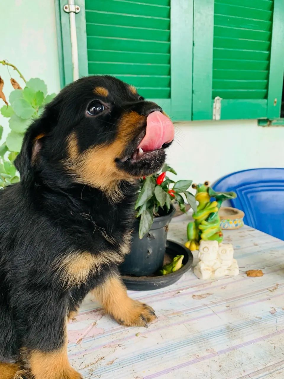 Filhote Rottweiler - Foto 2