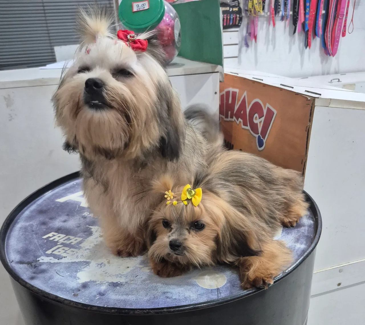 Filhotes de Shih Tzu para venda.