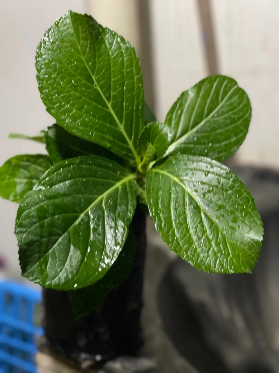 Mudas de planta hortênsia