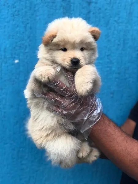 Chow Chow mais alto padrão da raça - Foto 2