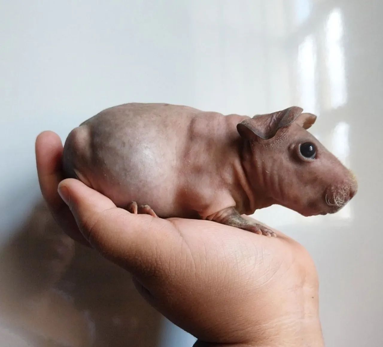 Porquinho da india - Skiny macho fofo