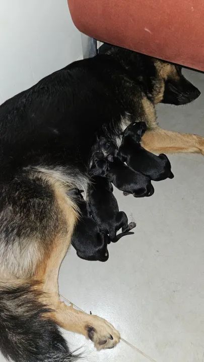 PASTOR ALEMÃO CAPA PRETA PELO LONGO