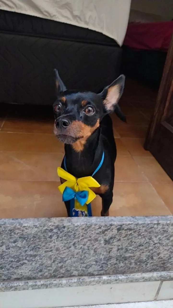 Pinscher fêmea