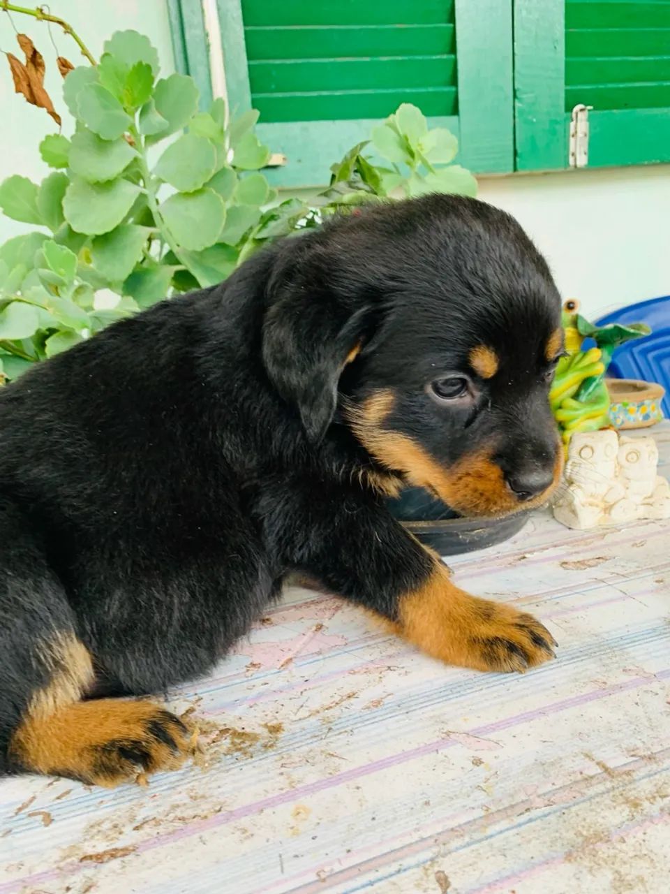 Filhote Rottweiler - Foto 3