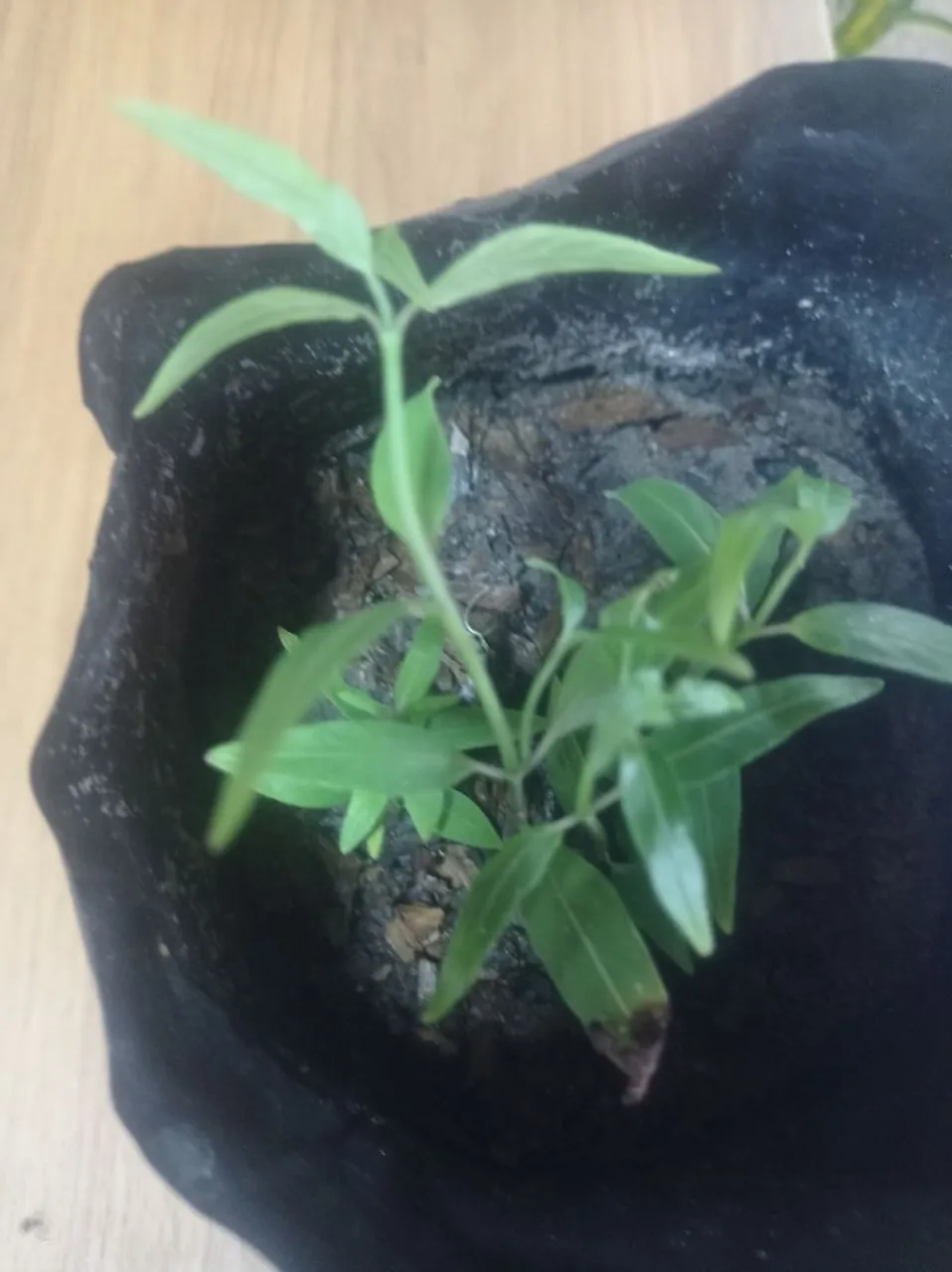 Muda de Planta andador