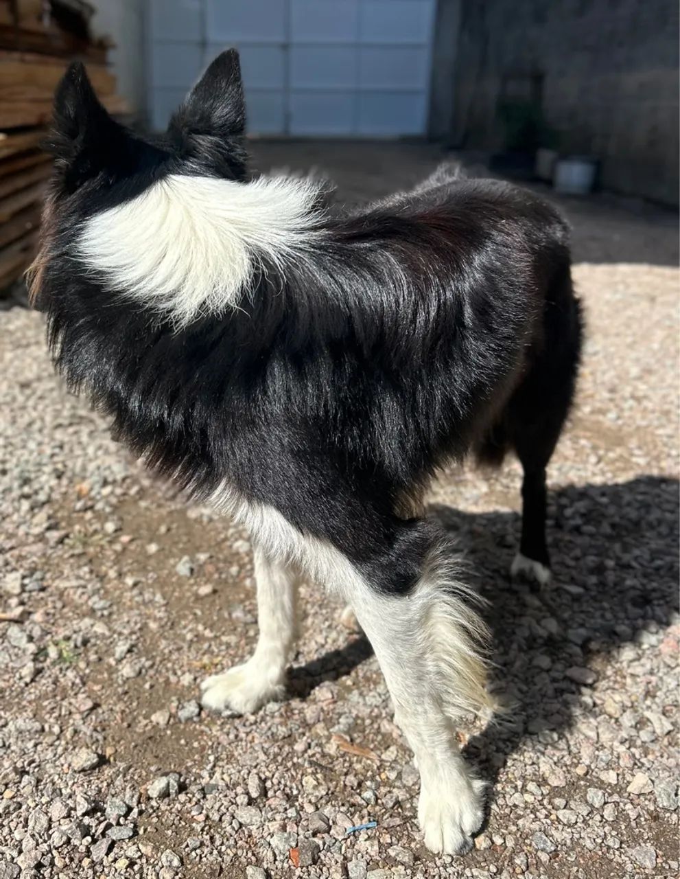 Doação boder collie puro  - Foto 3