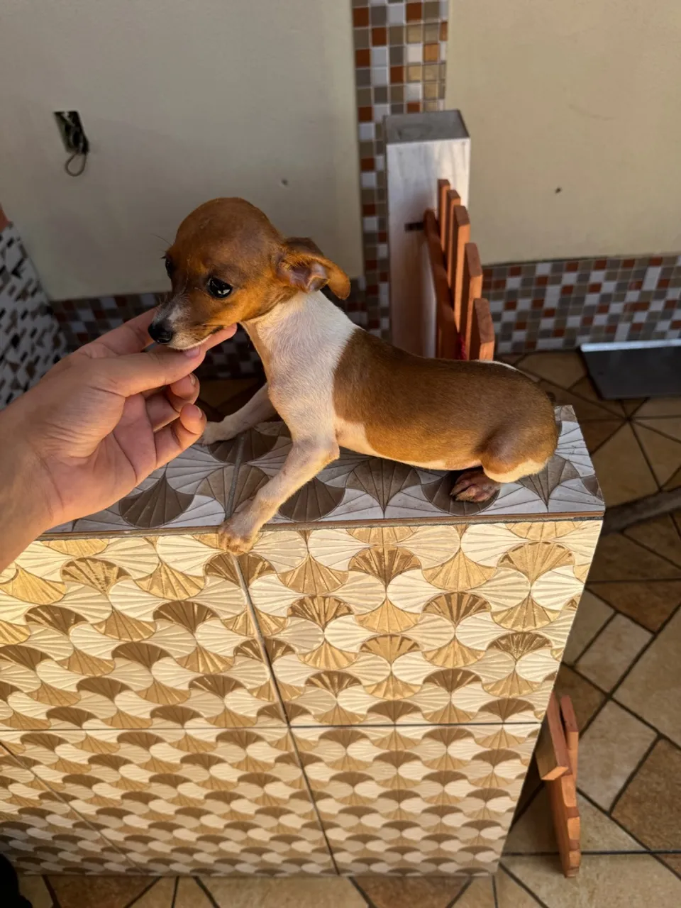 Filhote machos Pinschers com 90 dias