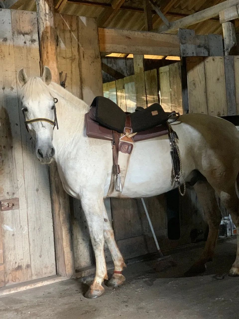 Cavalo com sela à venda