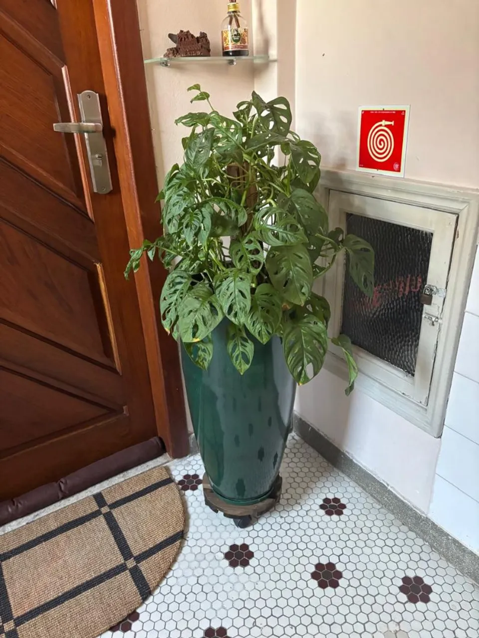 Planta Monstera deliciosa em vaso grande